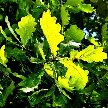 Park דירה קרקוב