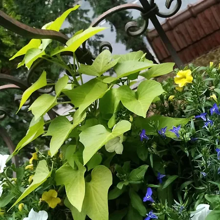 Park كراكوفيا